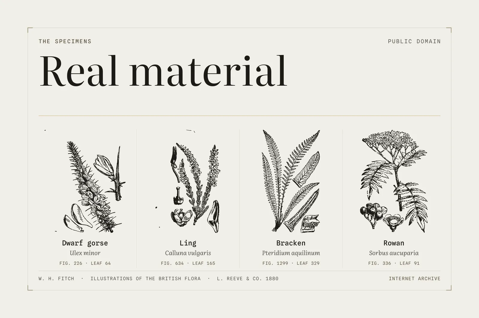 blackdown-advisory-design-specimens